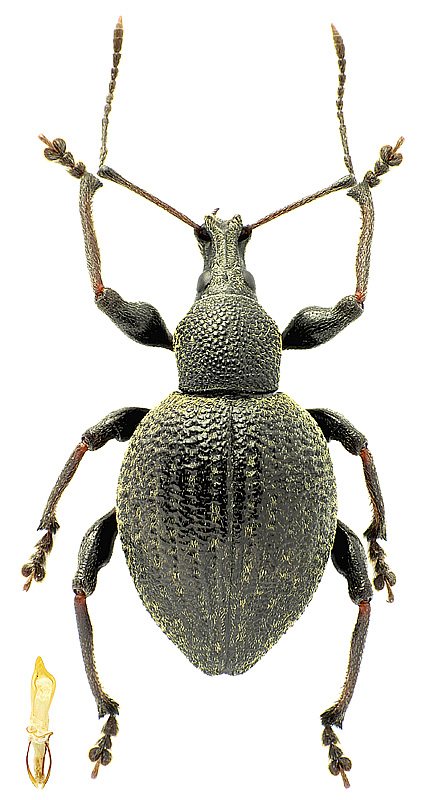 Otiorhynchus (s.str.) pseudonothus Apfelbeck, 1897</b> - det. .. 