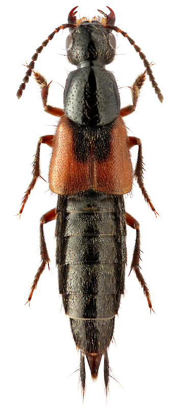 Philonthus ephippium Nordmann