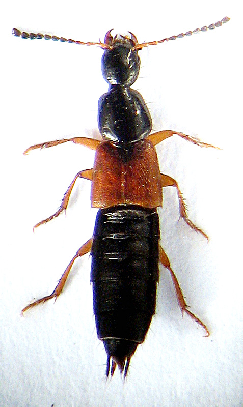 Philonthus (s. str.) rubripennis Stephens, 1832