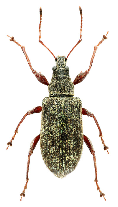 Phyllobius (Metaphyllobius) circassicus Reitter, 1888</b> - det. .. 