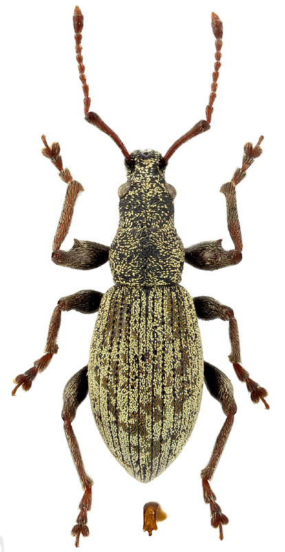 Phyllobius claviger Faust