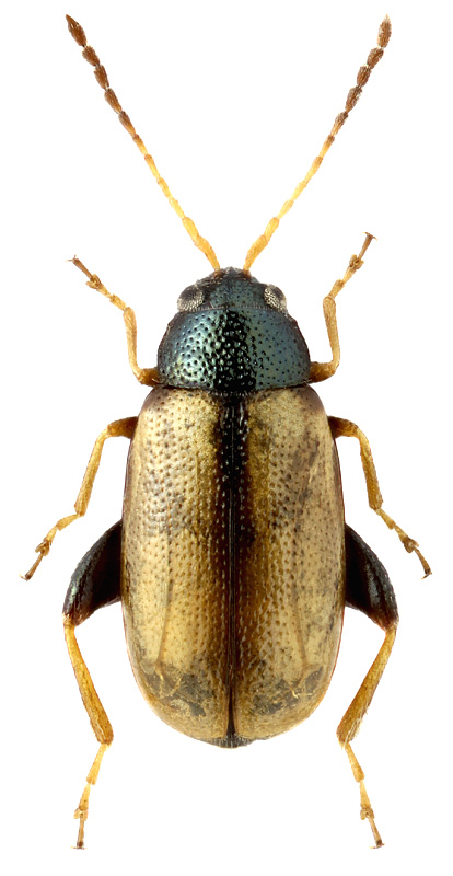 Phyllotreta pallidipennis Rtt.