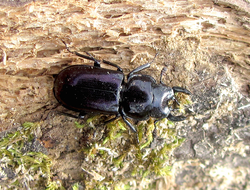 Platycerus caucasicus (Parry, 1864)