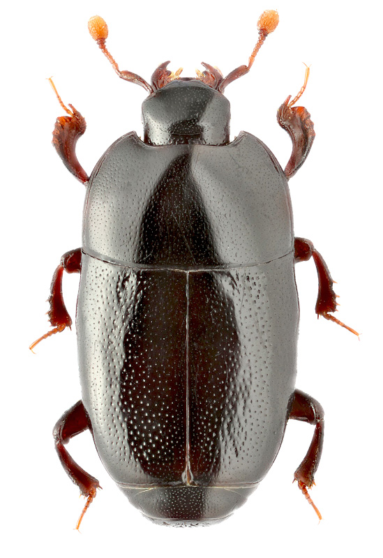 Platylomalus complanatus (Panzer, 1797)