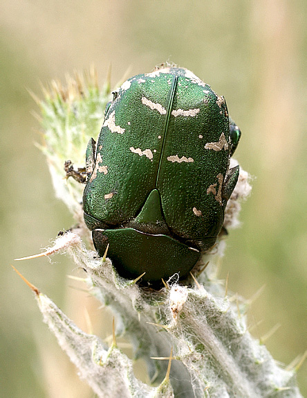 Protaetia ungarica