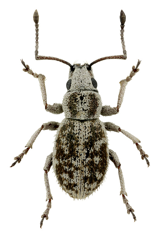 Ptochus gulnarae