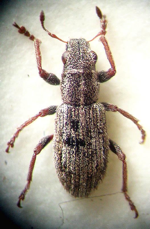 Sitona lineellus spp. crinitoides Reitter, 1903