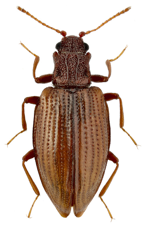 Stephostethus lardarius (De Geer)