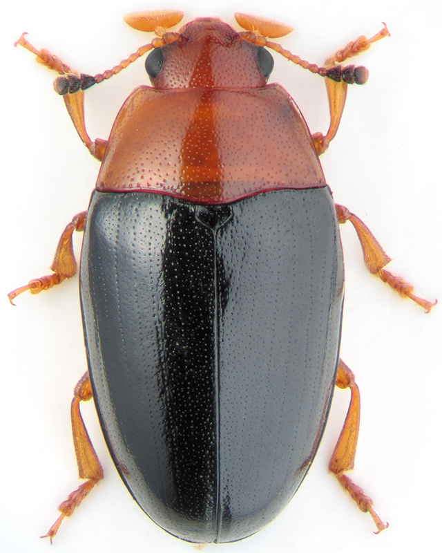 Triplax rufipes F.