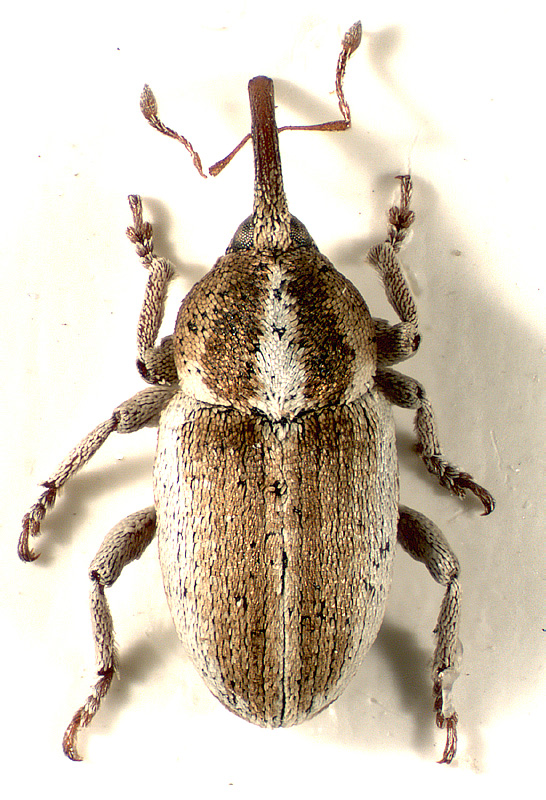 Tychius affinis Becker, 1864