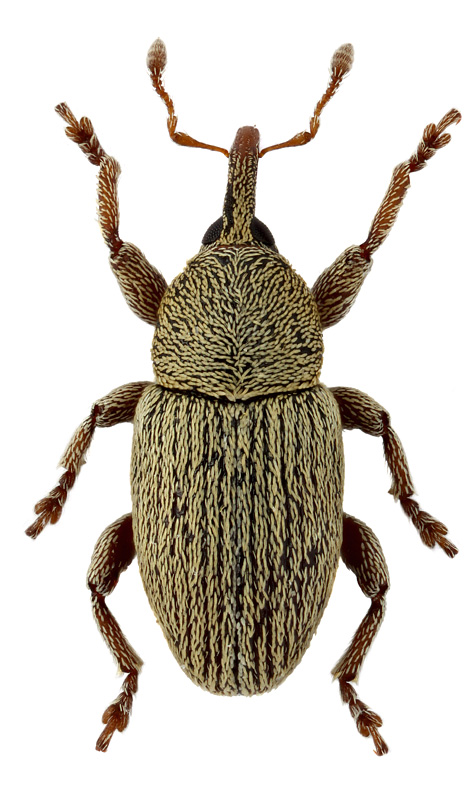 Tychius stephensi Schoenherr, 1836