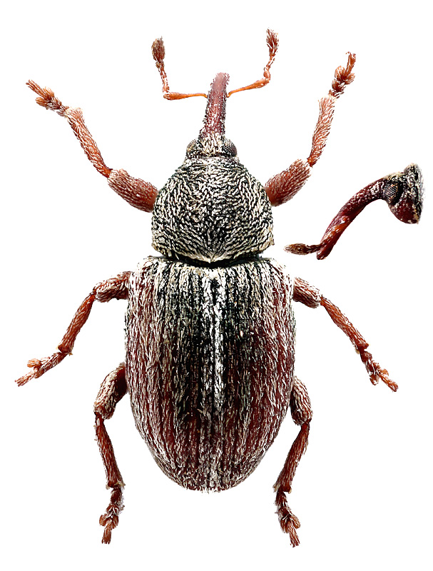 Tychius tectus LeConte, 1876</b> - det. .. 