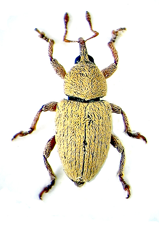 Tychius aureolus Kiesenwetter, 1851 - det. .. 