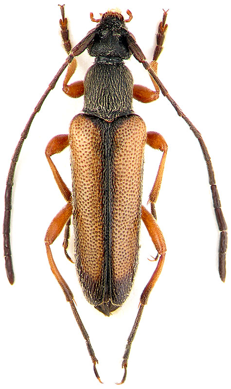 Alosterna tabacicolor caucasica Plav.