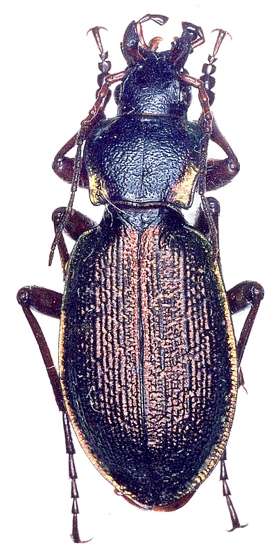 Carabus (Carabulus) danilevskii Obydov