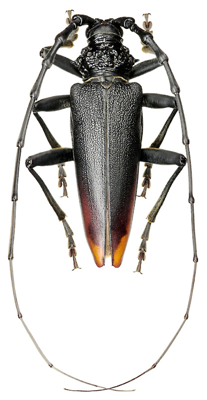 Cerambyx cerdo acuminatus Motsch., 1852