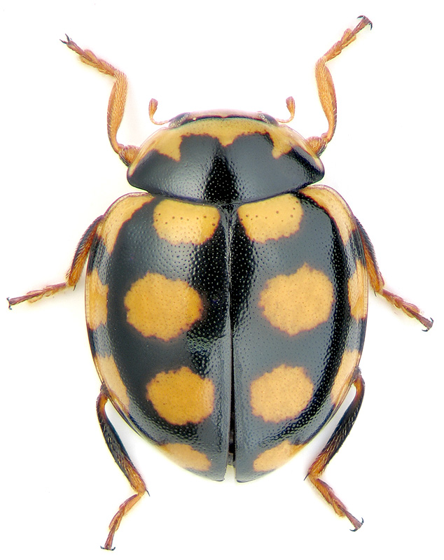 Coccinula quatuordecimpustulata sinensis Wse