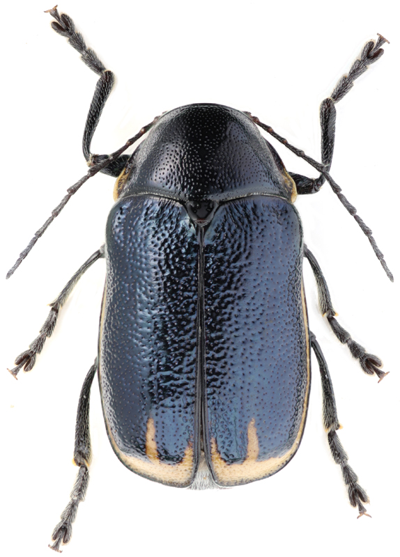 Cryptocephalus ochroloma Gebl.