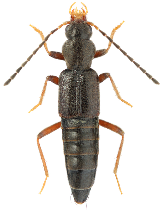 Derops longicornis Sharp