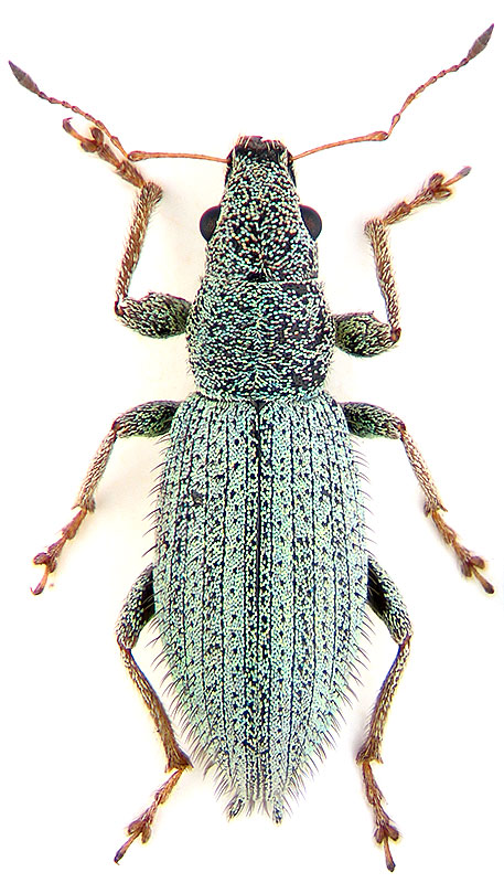 Eusomus acuminatus Boh.