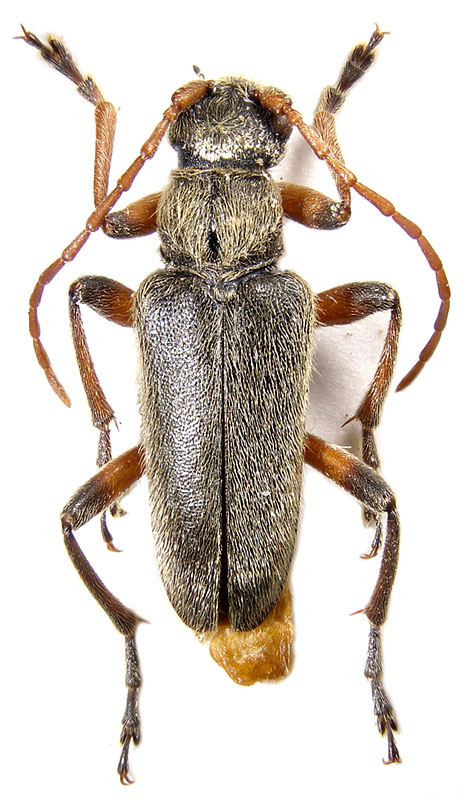 Cortodera holosericea 