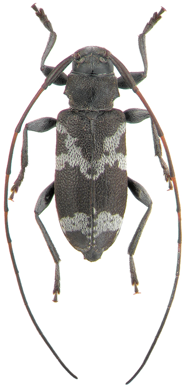 Leiopus albivittis Kr.