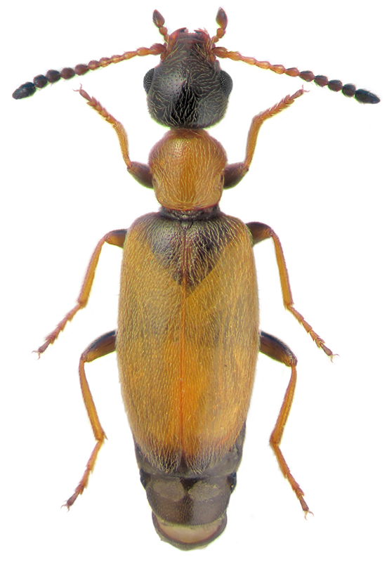 Microhoria piciceps Desbr.