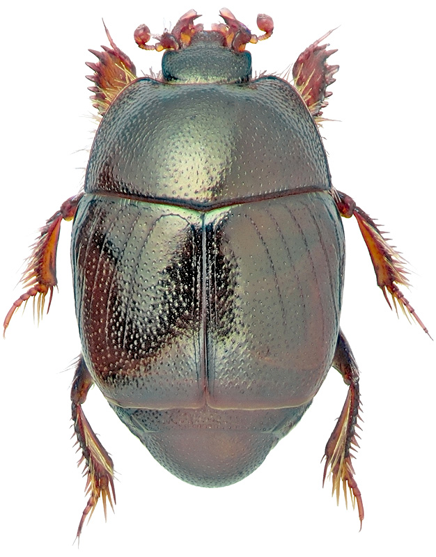 Pholioxenus phoenix