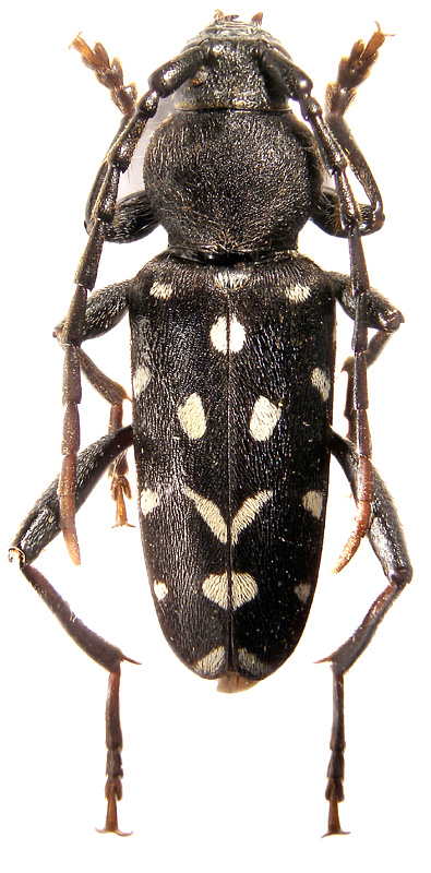 
   Plagionotus lugubris 