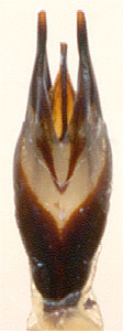  Hydrophilus dauricus