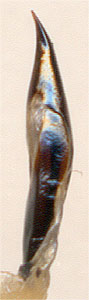  Hydrophilus dauricus