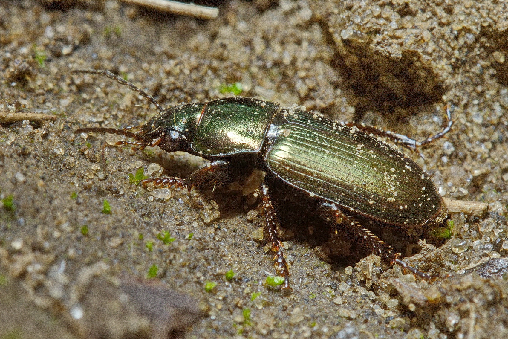 Жужелица. Harpalus Жук. Harpalus rufipes Жук. Жужелица Harpalus rufipes. Harpalus distinguendus Duftschmid, 1812.