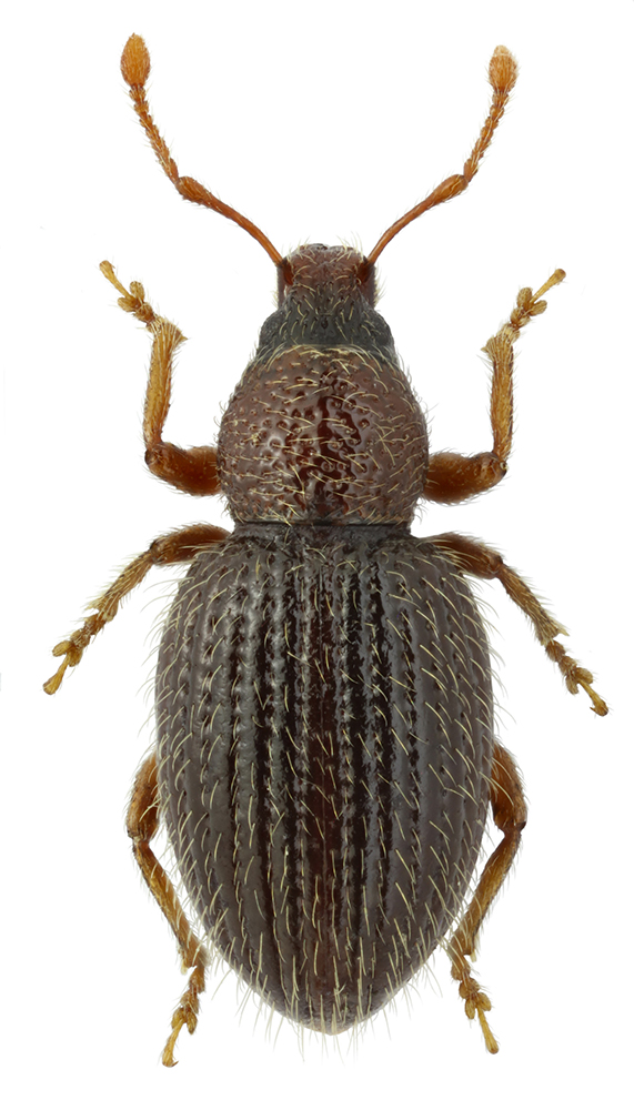 Exomias_trichopterus