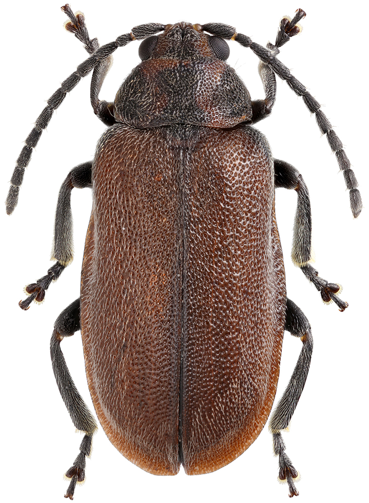 Xanthogaleruca_maculicollis_A_male