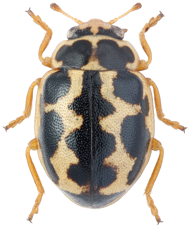 Anisosticta strigata Thunb., 1795