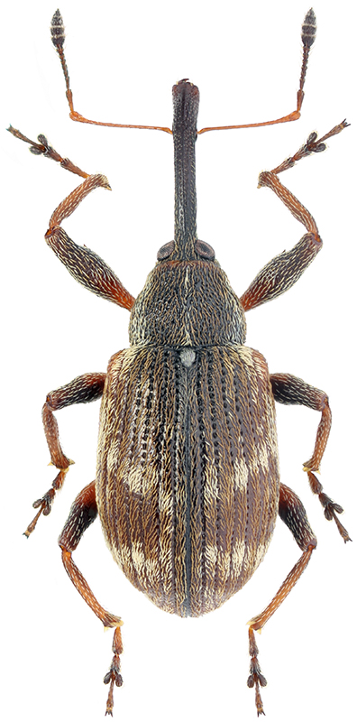 Anthonomus bisignifer Schenkl., 1934