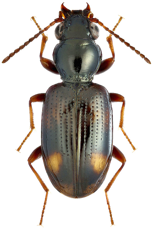 Bembidion (Emphanes) bulgani Jedl., 1968