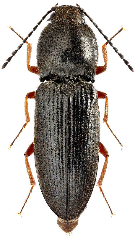 Cardiorophorus neoarnoldii Platia et Gudenz, 1999