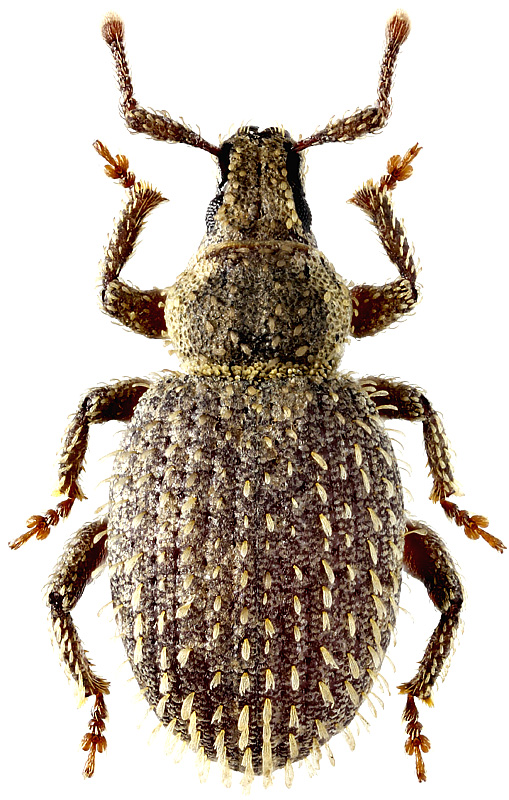 Cathormiocerus aristatus Gyll., 1827