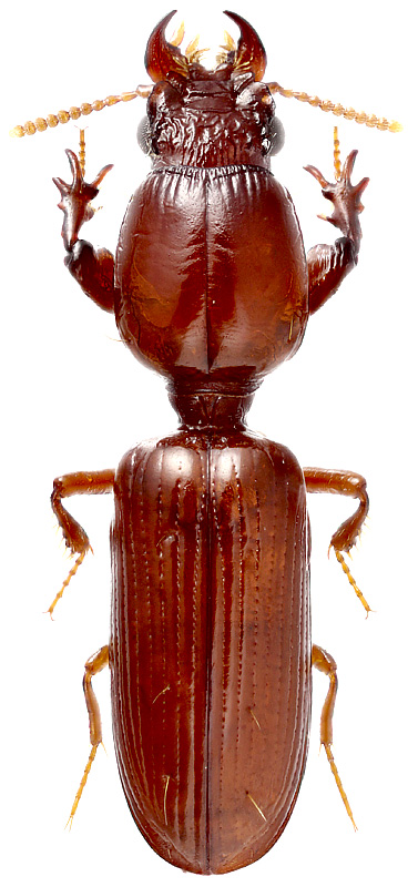 Clivinopsis conicicollis Rtt., 1909