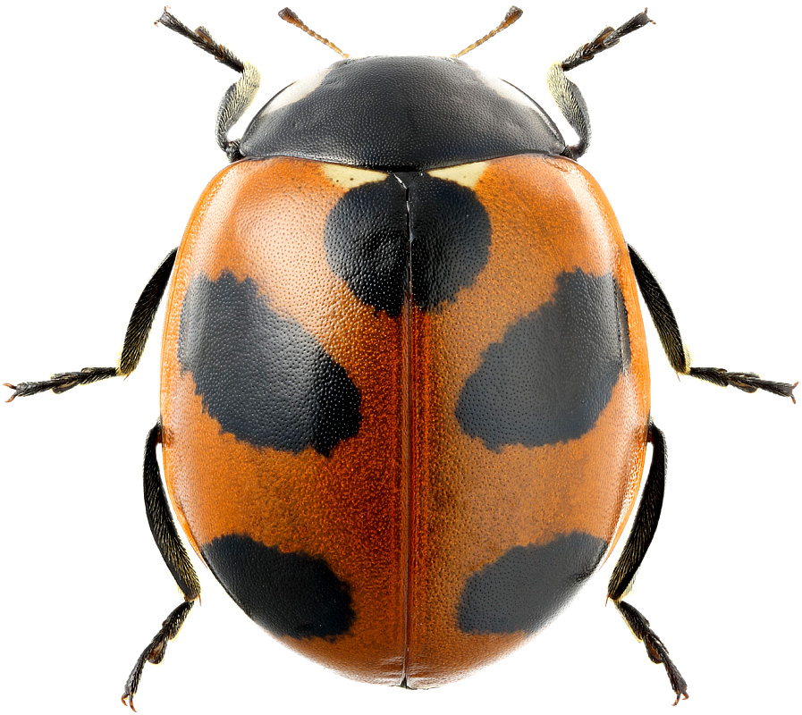 Coccinella nivicola Muls., 1850