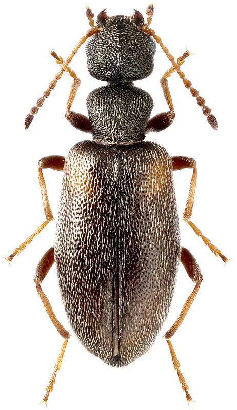 Cordicomus scapularis Laf., 1849