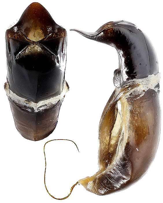 Cryptocephalus virens Suffr., 1847