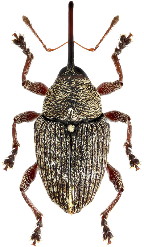 Curculio aino Kono, 1930