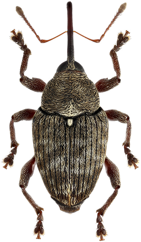 Curculio aino Kono, 1930