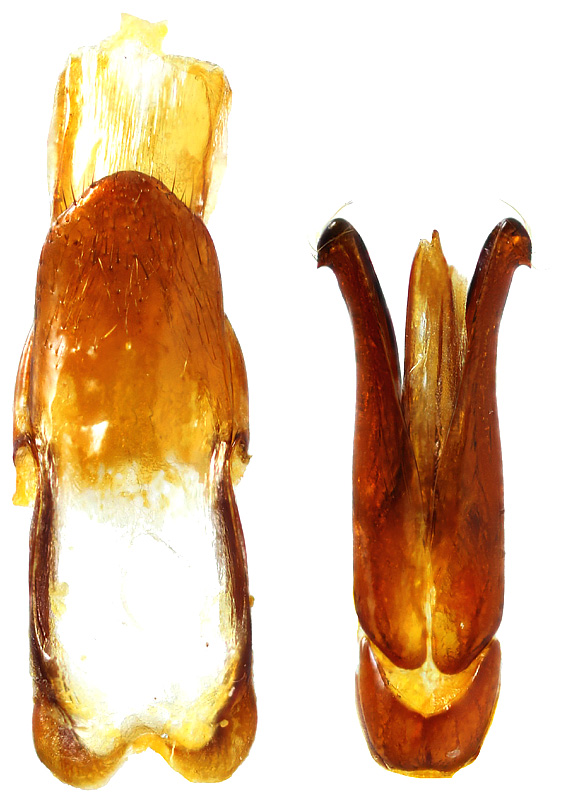 Danosoma fasciata L., 1758