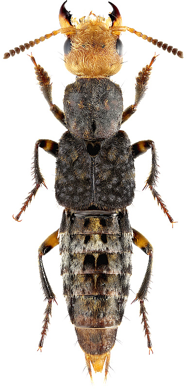 Dinothenarus flavocephalus Gz., 1777