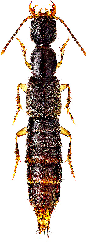 Erichsonius subopacus Hochh., 1851