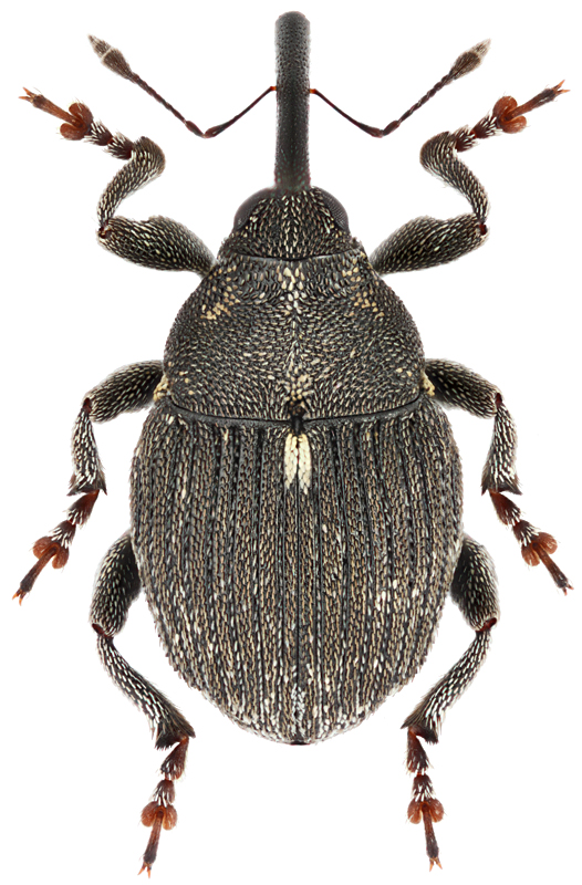 Glocianus distinctus C.Bris., 1870