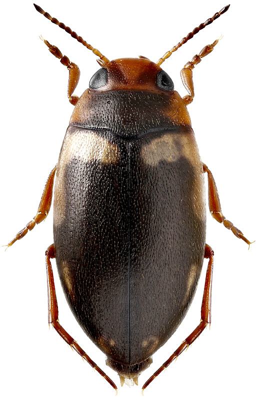 Hydroporus palustris L., 1761